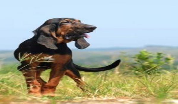 三角洲寻血猎犬真的存在么(现实中有没有寻血猎犬这种狗?) 三角洲寻血猎犬真的存在么(现实中有没有寻血猎犬这种狗?)